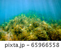 Underwater photography - landscape with seaweeds 65966558