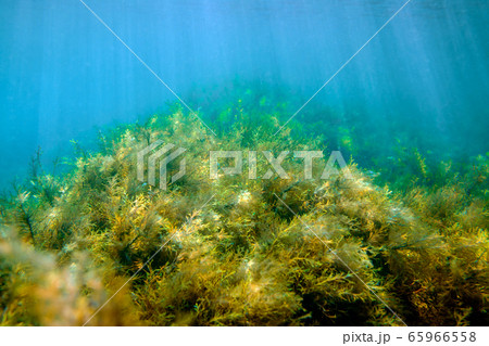Underwater photography - landscape with seaweeds Underwater photography - landscape with seaweeds 65966558