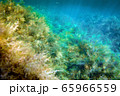 Underwater photography - landscape with seaweeds 65966559