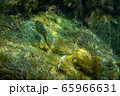 Underwater photography - landscape with seaweeds and fish 65966631