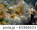 Underwater photography - landscape with seaweeds and fish 65966633