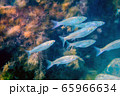 Underwater photography - landscape with seaweeds and fish 65966634