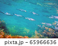 Underwater photography - landscape with seaweeds and fish 65966636