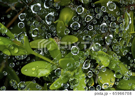 草原 植物 緑 65966708