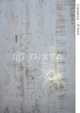 貝殻202005305dm21 65966823