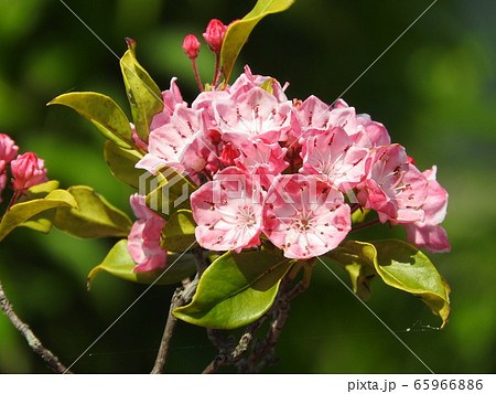 満開のカルミア(アメリカシャクナゲ)の花 満開のカルミア(アメリカシャクナゲ)の花 65966886