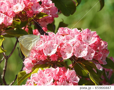 満開のカルミア（アメリカシャクナゲ）の花 65966887