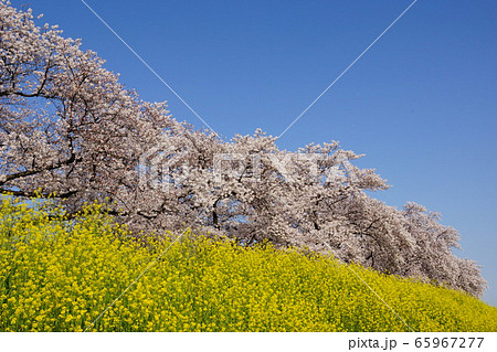桜と菜の花 桜と菜の花 65967277
