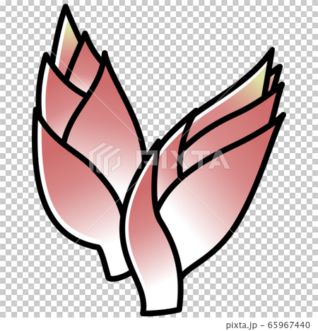 みょうが カットイラストのイラスト素材