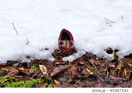 ザゼンソウ　雪 65967581