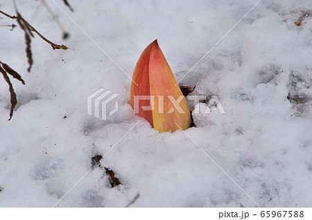 ザゼンソウ　雪 65967588