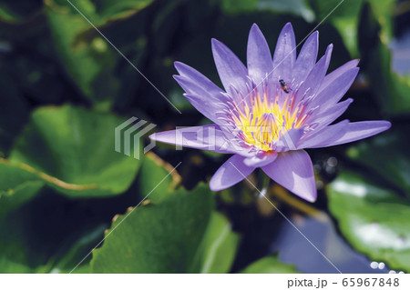 Violet lotus flower with green leaves in pond Violet lotus flower with green leaves in pond 65967848
