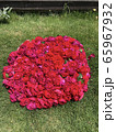 花摘み②（薔薇・フロレンティーナ） 65967932