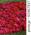 花摘み③（薔薇・フロレンティーナ） 65967937