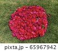 花摘み①（薔薇・フロレンティーナ） 65967942