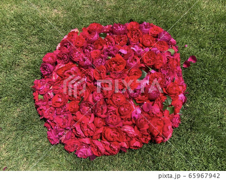 花摘み①(薔薇・フロレンティーナ) 花摘み①(薔薇・フロレンティーナ) 65967942