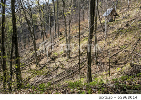 Kohut hill, Stolica mountains, Slovakia, forest Kohut hill, Stolica mountains, Slovakia, forest 65968014