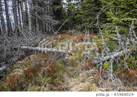 Kohut hill, Stolica mountains, Slovakia, forest 65968029
