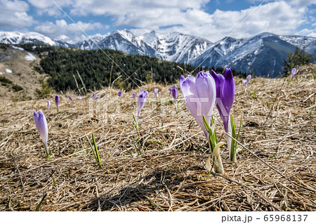 Blooming crocus flowers, Western Tatras mountains, Blooming crocus flowers, Western Tatras mountains, 65968137