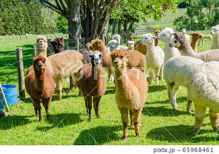 Alpacas in a farm of New Zealand. Alpacas in a farm of New Zealand. 65968461