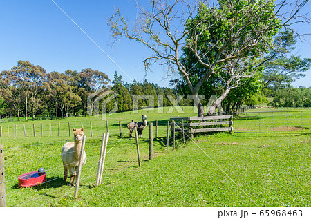 Alpacas in a farm of New Zealand. Alpacas in a farm of New Zealand. 65968463