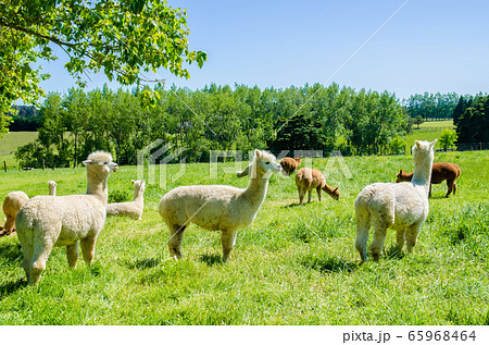 Alpacas in a farm of New Zealand. Alpacas in a farm of New Zealand. 65968464