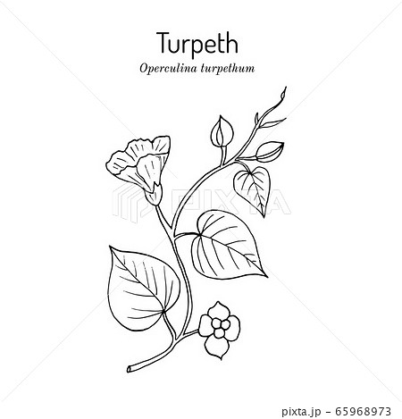 Turpeth Operculina Turpethum Or Fue Vao St のイラスト素材