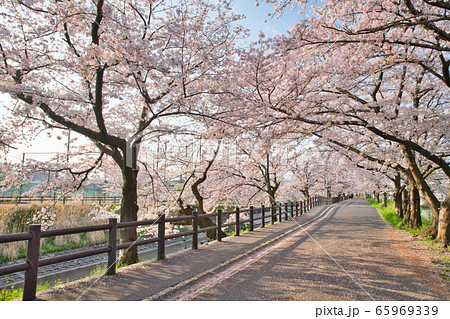 高田千本桜 高田千本桜 65969339
