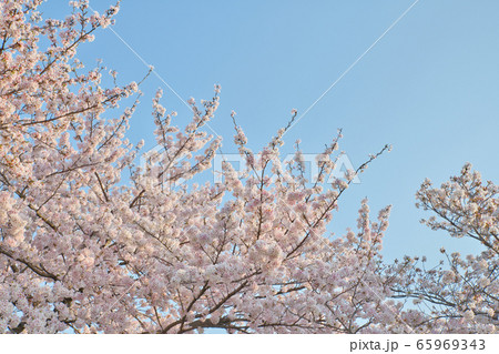 高田千本桜 65969343