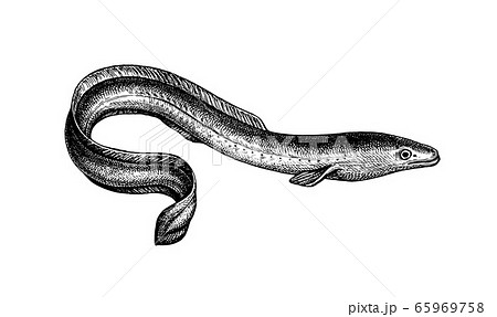 Ink sketch of Japanese eel Ink sketch of Japanese eel 65969758