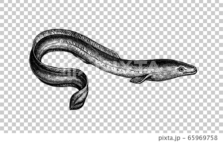 Ink sketch of Japanese eel Ink sketch of Japanese eel 65969758