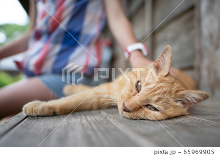 子供に撫でられる猫 65969905