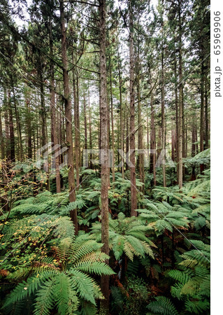 Treewalk in Whakarewarewa Forest near Rotorua, New Zealand 65969906