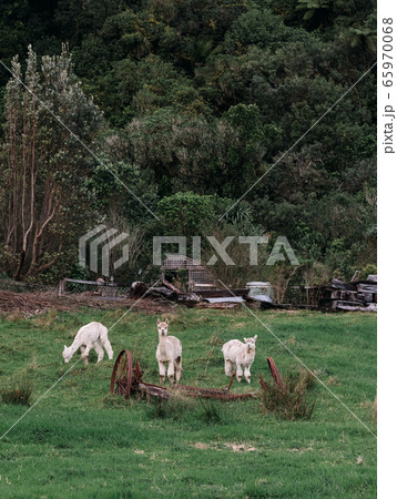Group of White alpaca in New Zealand 65970068