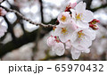 桜　素材　つぼみ　春　広告　SNS　枝垂れ桜　春　季節　旅行　花　cherryblossom　Spr 65970432