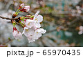桜　素材　つぼみ　春　広告　SNS　枝垂れ桜　春　季節　旅行　花　cherryblossom　Spr 65970435