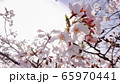 桜　素材　つぼみ　春　広告　SNS　枝垂れ桜　春　季節　旅行　花　cherryblossom　Spr 65970441