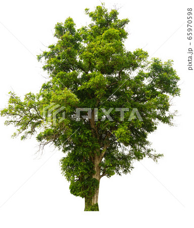 Trees isolated on white background. 65970598