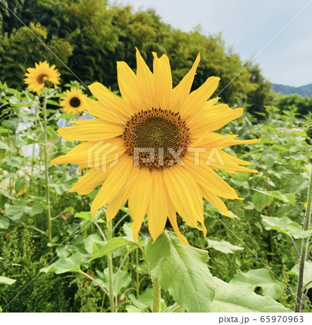 花 自然 黄色 65970963
