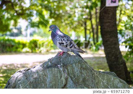 日本の横浜都市景観 鳩(桜木町駅・日本丸近くで) 日本の横浜都市景観 鳩(桜木町駅・日本丸近くで) 65971270