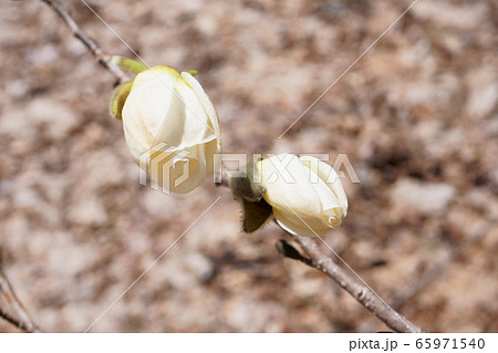 浦臼神社境内 こぶし つぼみ の写真素材