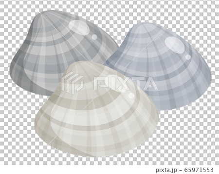 蛤插圖_3 蛤插圖_3 65971553