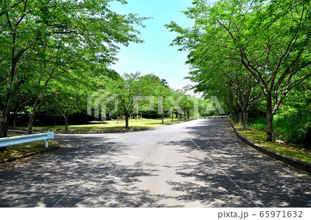 緑鮮やかな公園 65971632