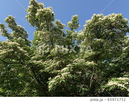 公園の風景「連雀中央公園のヤマボウシ」：三鷹市 65971752