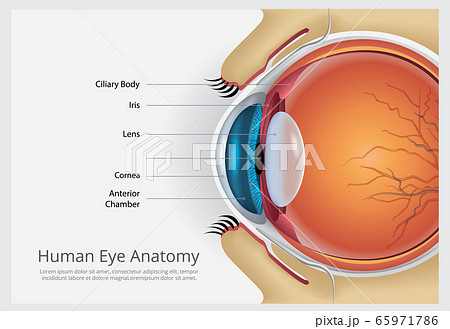 Human Eye Anatomy Vector Illustration 65971786