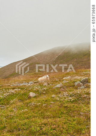 Wilderness. Icelandic sheep grazing on a pasture in Iceland. Typical Iceland sheep with horns and a thick layer of wool 65973668
