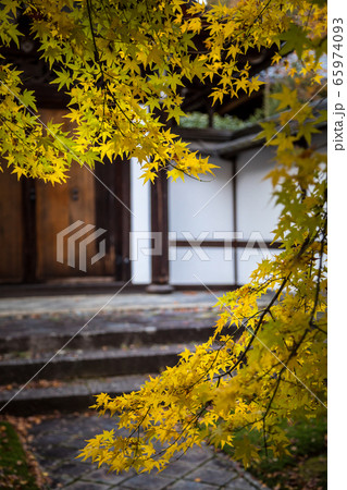 龍安寺方丈庭園、勅使門の白壁と黄色い楓 65974093