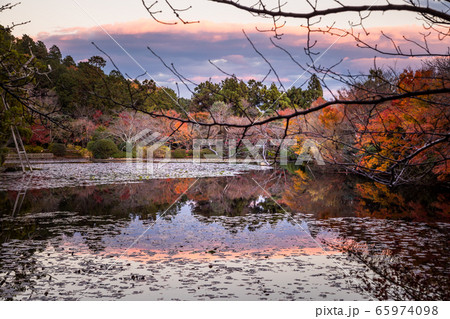 龍安寺庭園、鏡容池の紅葉に秋の夕空 65974098