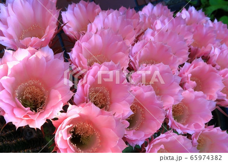 サボテン 仙人掌 花 華 初夏 ピンク 華やか メキシコの写真素材