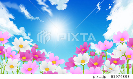 秋桜畑 65974393